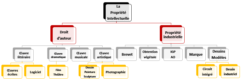 organigramme famille des droits de propriété intellectuelle
